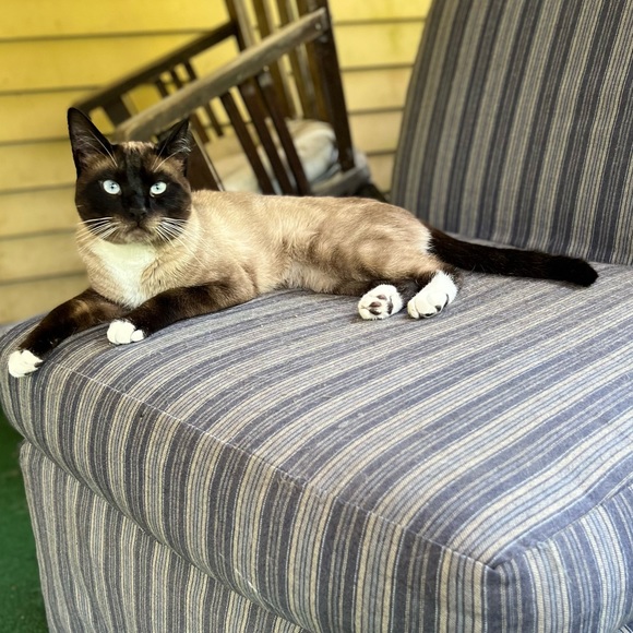 Kitty Kisses from Koda - Picture 1 of 8